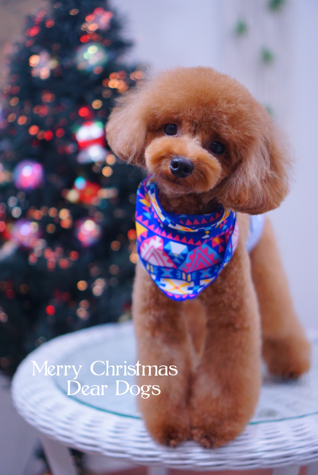 東京都大田区のペットサロン・トリミング☆トイプードルのテディベアカット，クリスマス写真 DEAR DOG