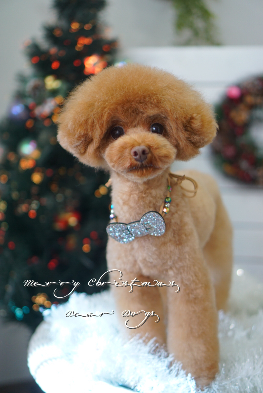 東京都大田区のトリミング・ペットサロン☆トイプードルのアフロカット クリスマス写真 DEAR DOGS
