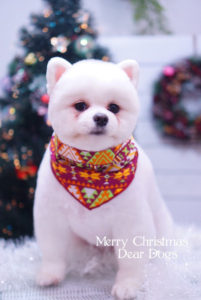ポメラニアンの柴犬カット☆大田区のペットトリミングサロンDEAR DOGS