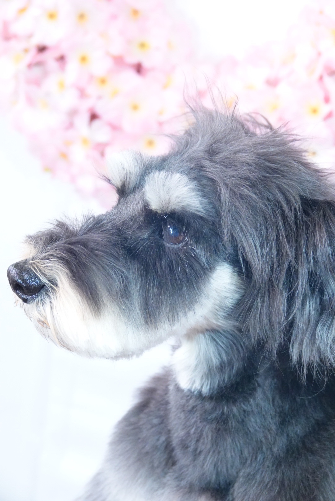 ミニチュアシュナウザーのお洒落なアレンジカット 大田区のトリミングサロンdear Dogs トイプードル シュナウザーの可愛いカットが人気
